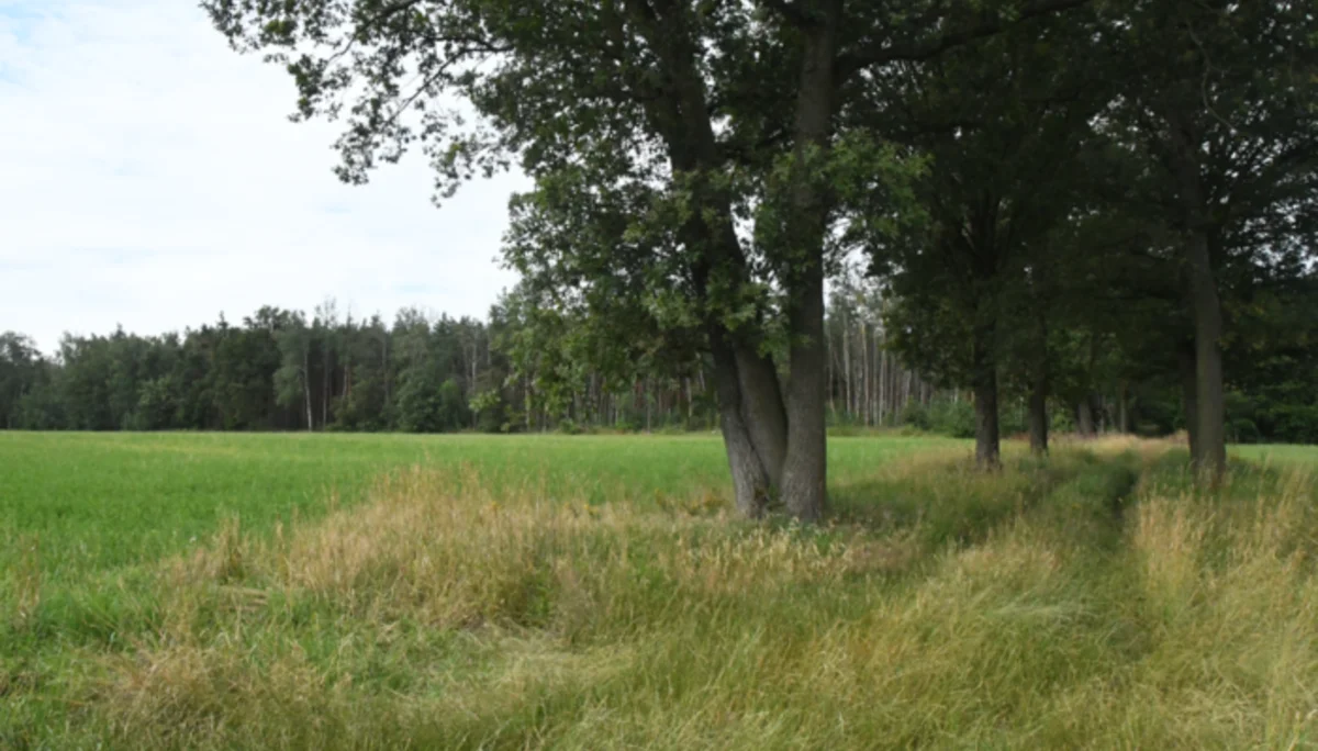 Foto Parkplatz neu (hinterm Gaudlitzberg) | © BFF2024_DAV-Leipzig