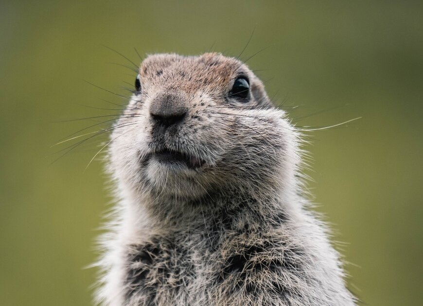 Tierfoto Murmeltier | © Pexels Tierfoto Murmeltier | © Pexels