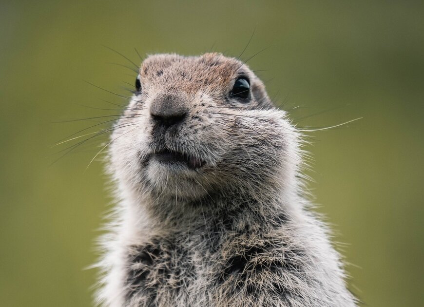 Tierfoto Murmeltier | © Pexels