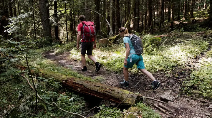 Zwei Wanderer auf dem Weg durch einen Wald | © DAV/Hans Herbig
